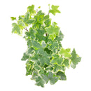 3" pot golden english ivy live plant for sale, lush variegated lobed leaves with butter-gold to bright gold margins, trailing vine growth perfect for hanging baskets or elevated planters, evergreen all-season color, moderate humidity care needs, a beautiful addition to any boho or cottage-style interior, makes a heartfelt and lasting gift