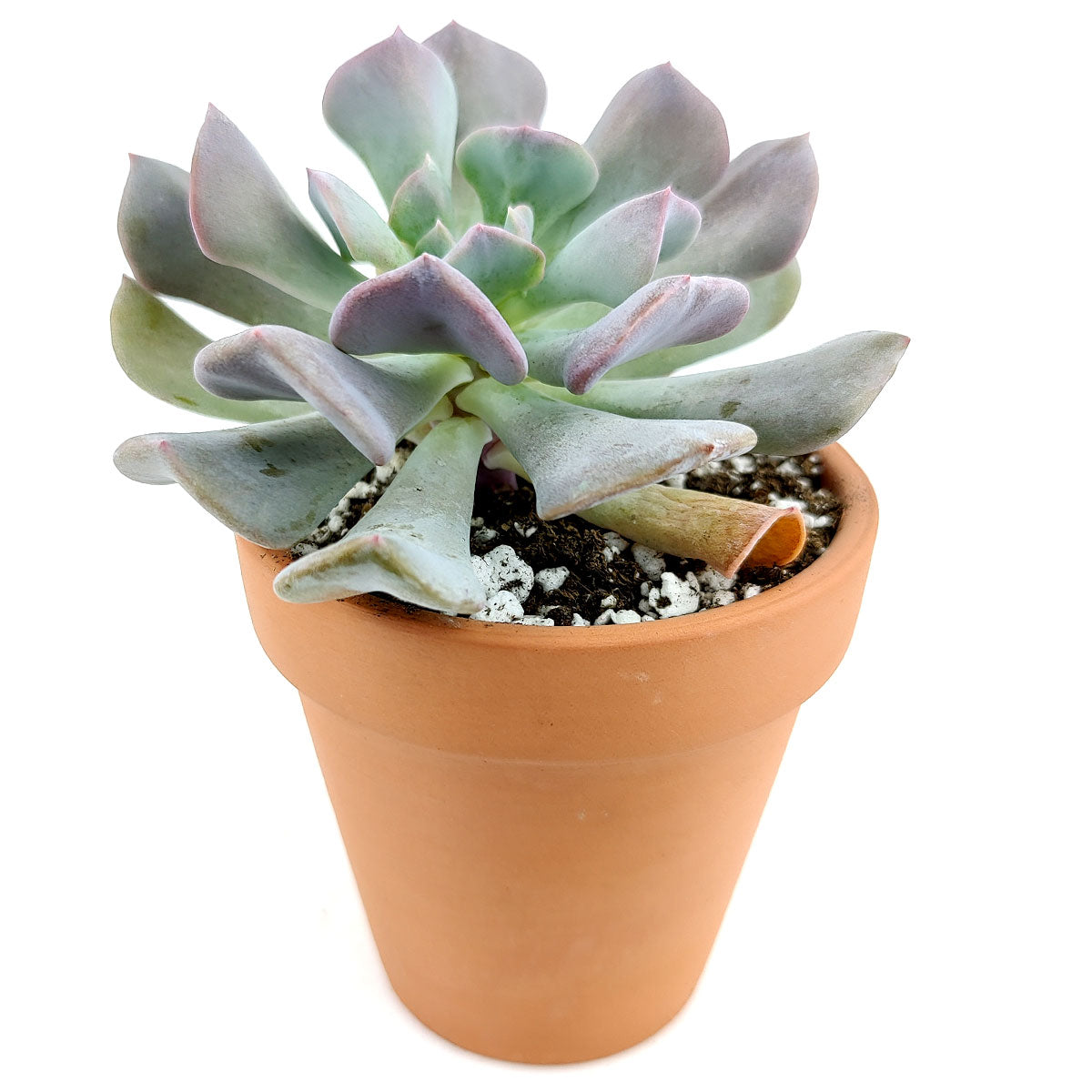 buy echeveria cubic frost live air plant 4 inch online, pale blue-gray frosted succulent rosette with distinctive angular leaf structure and metallic sheen, larger mature specimen with fuller rosette presentation and sculptural form, demands consistent rotation every two weeks to maintain even growth and prevent one-sided development, intolerant of direct air conditioning and heater output affecting leaf health, striking modern planter accent for contemporary interiors, premium gift option for serious succu