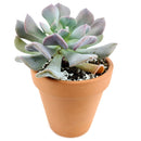 buy echeveria cubic frost live air plant 4 inch online, pale blue-gray frosted succulent rosette with distinctive angular leaf structure and metallic sheen, larger mature specimen with fuller rosette presentation and sculptural form, demands consistent rotation every two weeks to maintain even growth and prevent one-sided development, intolerant of direct air conditioning and heater output affecting leaf health, striking modern planter accent for contemporary interiors, premium gift option for serious succu