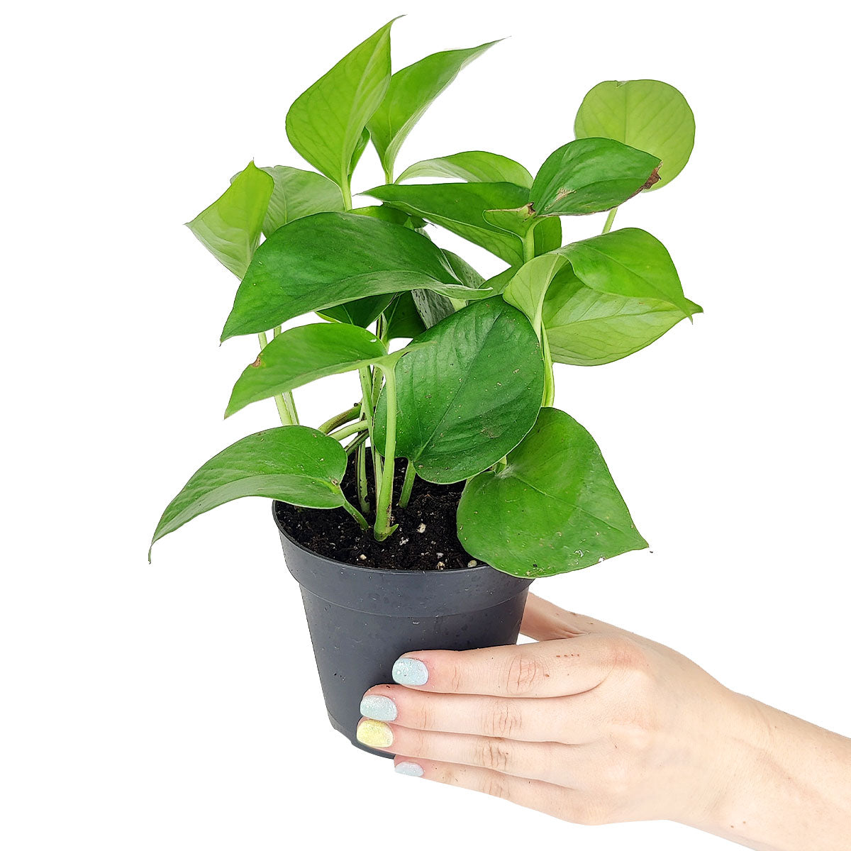 buy pothos jade live houseplant 4" pot online, deep green waxy heart-shaped foliage with natural sheen, compact vining form ideal for desks and small spaces, long-lasting easy care indoor plant, air-filtering epipremnum aureum cultivar, a sleek modern decor accent for contemporary interiors, a popular gift choice for beginners and plant enthusiasts