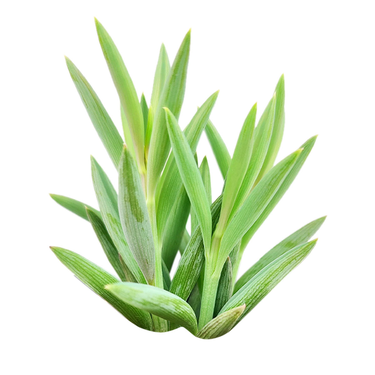 buy string of fishhooks live succulent 2 inch online, blue-green curved fishhook-shaped leaves, cascading trailing vines, fleshy drought-tolerant foliage, compact starter size, displayed in a plastic pot on a bright shelf