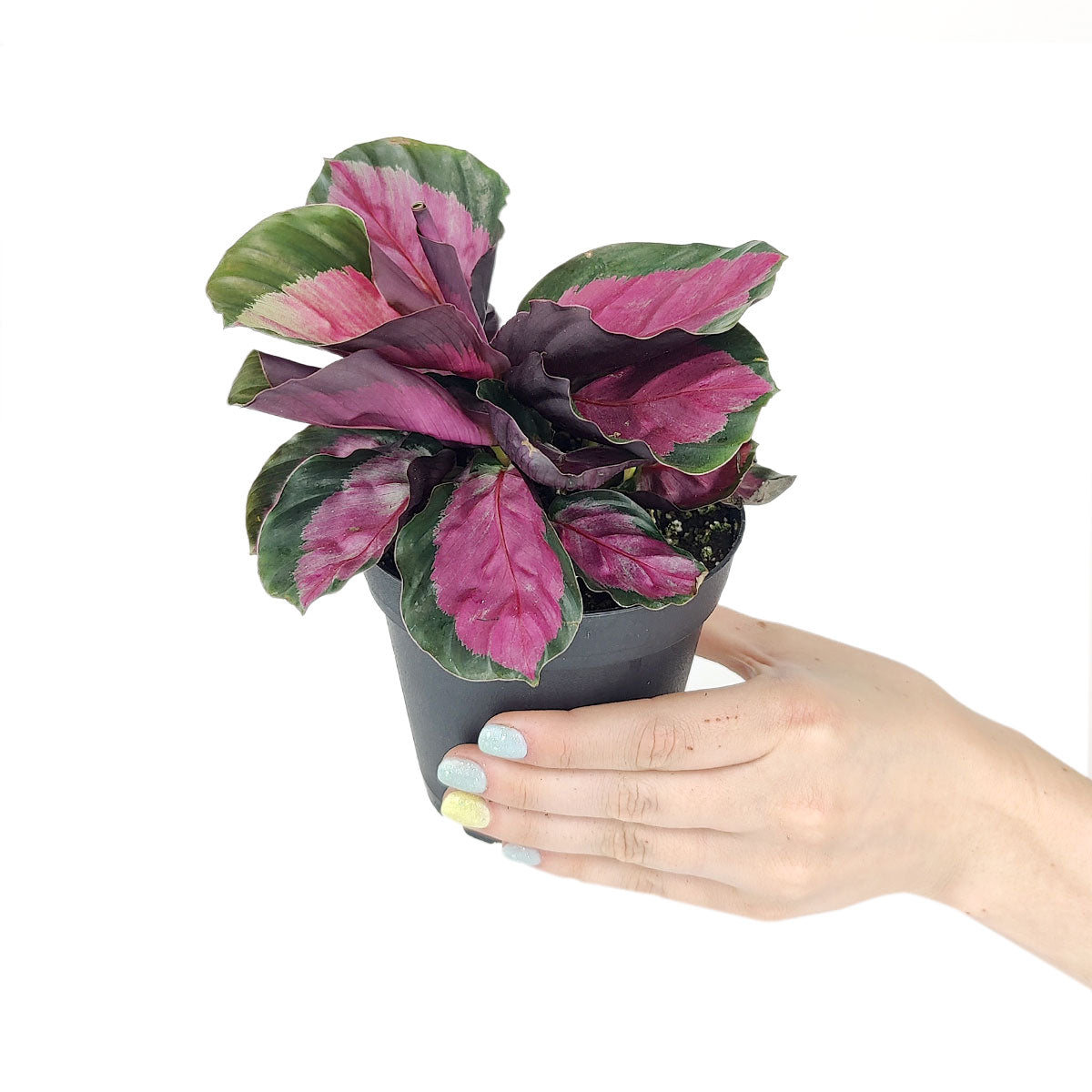 buy calathea rosy live houseplant 2" pot online, rose-painted rounded foliage in pink and forest green, leaves open by day and fold at night, air-purifying tropical houseplant, pet safe and non-toxic, bohemian indoor jungle aesthetic, ideal gift for plant enthusiasts