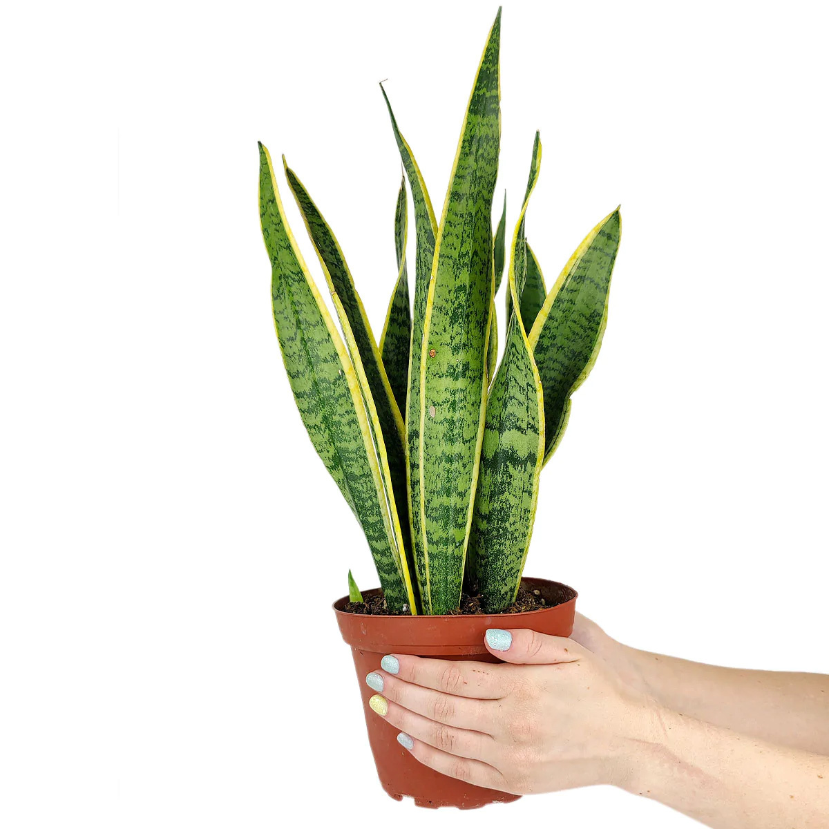 8" pot snake plant sansevieria laurentii live houseplant for sale, mature specimen in nursery pot with dense clump of upright golden-edged leaves, thick leathery leaf texture, striking variegated coloring, tolerates dry heated air perfectly, bold sculptural floor plant for contemporary home styling, memorable gift for plant enthusiasts