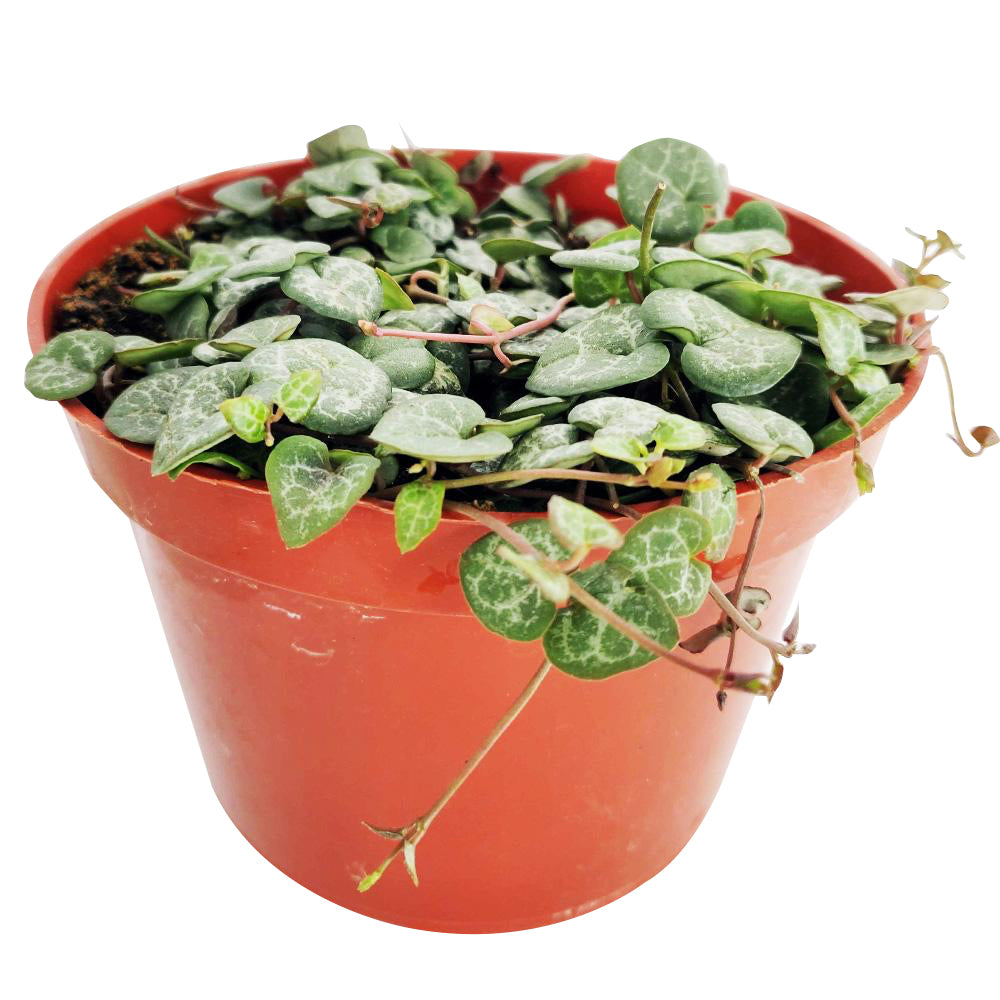 buy string of hearts ceropegia woodii live succulent 6" pot online, mature trailing plant with long cascading silver-green heart leaves, aerial tubers visible along stems adding unique rosary vine texture, statement bohemian piece for high shelves or ceiling hooks, premium plant gift
