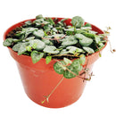 buy string of hearts ceropegia woodii live succulent 6" pot online, show-stopping full trailing plant with long cascading silver-marbled heart leaves and visible aerial tubers, beginner friendly yet collector worthy, dramatic boho hanging accent for any room, an unforgettable gift for plant enthusiasts