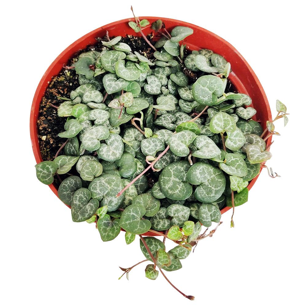 6" pot string of hearts ceropegia woodii live succulent for sale, full lush pot of cascading vines reaching dramatic lengths, well-draining succulent soil blend, bold bohemian hanging plant for living rooms and bedrooms, a gorgeous gift for plant enthusiasts