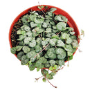 buy string of hearts ceropegia woodii live succulent 6" pot online, show-stopping full trailing plant with long cascading silver-marbled heart leaves and visible aerial tubers, beginner friendly yet collector worthy, dramatic boho hanging accent for any room, an unforgettable gift for plant enthusiasts