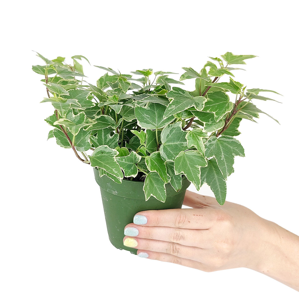 buy golden english ivy live plant 6" pot online, eye-catching three to five lobed variegated leaves with gold edges, dense trailing cascading stems, evocative bohemian aesthetic, low-fertilizer low-fuss care needs, stunning displayed in a macrame hanger, an unforgettable gift for any plant lover