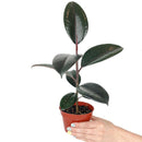 Ficus Decora Burgundy, Ficus Decora, Rubber plant, Rubber tree, burgundy houseplant, burgundy rubber tree, ficus burgundy, rubber plant care, Ficus Decora Burgundy care, Ficus Decora Burgundy near me