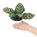 6" pot calathea 'makoyana' peacock live houseplant for sale, impressive full clumping tropical specimen, large papery oval leaves with intricate hand-painted peacock feather markings, deep red-purple leaf reverses, air-purifying humidity-loving evergreen, bold floor-level bohemian accent plant, unforgettable plant gift for any home