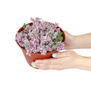 Pink Panther Plant for sale, buy Pink Panther Plant online, Callisia Repens Pink Lady (Turtle Vine), succulents for sale, succulents near me, colorful succulents for sale