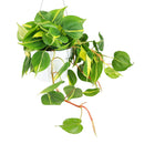 Philodendron Cordatum Brasil, philodendron cordatum heartleaf, Philodendron Cordatum Brasil for sale, best place to buy house plants online