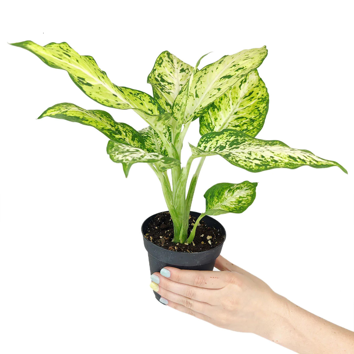 buy dieffenbachia amy live air plant plastic pot 4 inch online, white and green variegated leaf pattern, glossy leafy appearance, upright architectural form, adaptable tropical plant, gift for plant lovers