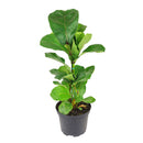buy 10 inch Ficus Lyrata 'Fiddle Leaf Fig' online, ornamental tree for modern interiors, easy care tropical houseplant, popular designer houseplant, elegant broad leaf indoor plant, decorative office floor plant