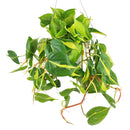 Philodendron Cordatum Brasil, philodendron cordatum heartleaf, Philodendron Cordatum Brasil for sale, best place to buy house plants online