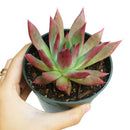 buy echeveria agavoides lipstick succulent live succulent 2 inch online, vivid green and red bicolor leaf contrast, sharply pointed succulent rosette with agave-like form, sun-stressed crimson margins deepen with bright light exposure, slow-growing low-water care requirements, chic and colorful addition to a sunny windowsill or patio display, a memorable and long-lasting gift plant for any plant lover