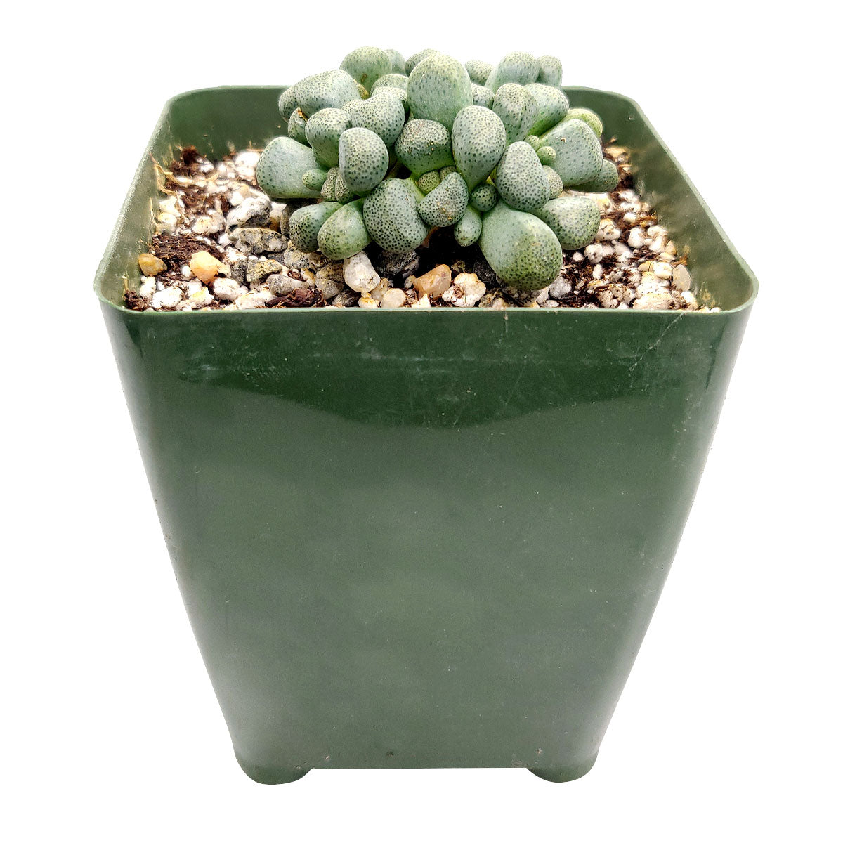 buy aloinopsis schooneesii cactus live cactus 3 inch online, plump fleshy leaves in dark blue-green with stone-like appearance, low-growing ground-cover mounding form, yellowish-bronze daisy blooms with dark petal stripe, easy care drought tolerant, bold rock garden or patio pot specimen, thoughtful rare plant gift