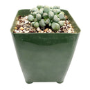 3 inch aloinopsis schooneesii cactus live cactus for sale, clustered rosette growth with flat-topped textured blue-green leaves, pinkish flush possible under direct sun, large taproot suitable for raised caudex display, low maintenance drought hardy and slow-growing, striking architectural succulent for indoor or outdoor pots, rare living stone collector gift