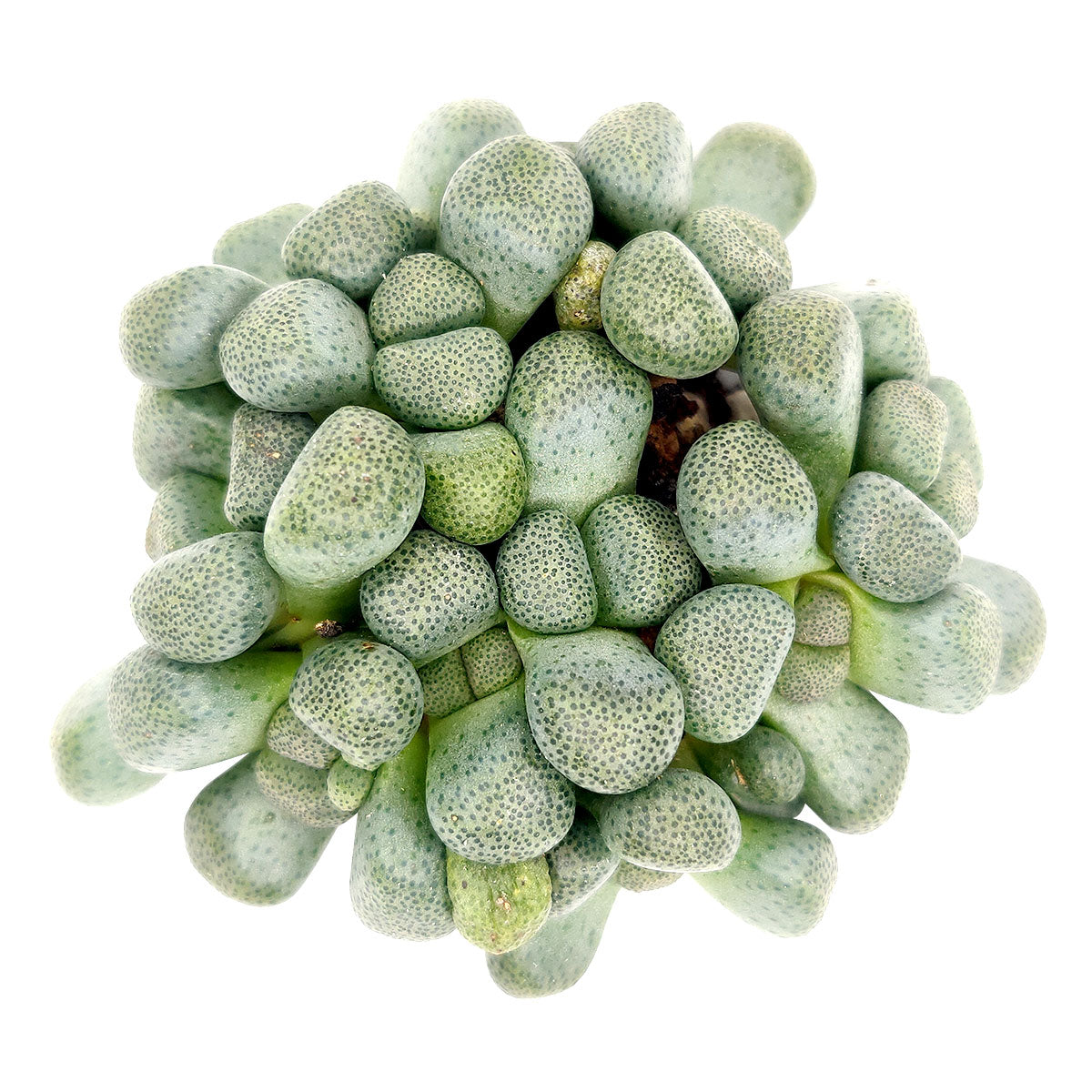buy aloinopsis schooneesii cactus live cactus 3 inch online, dark blue-green knobby rosette leaves, dense clumping mat-forming growth habit, yellow daisy-like flowers, drought tolerant stone-like texture, architectural succulent for windowsill display, rare collector plant gift