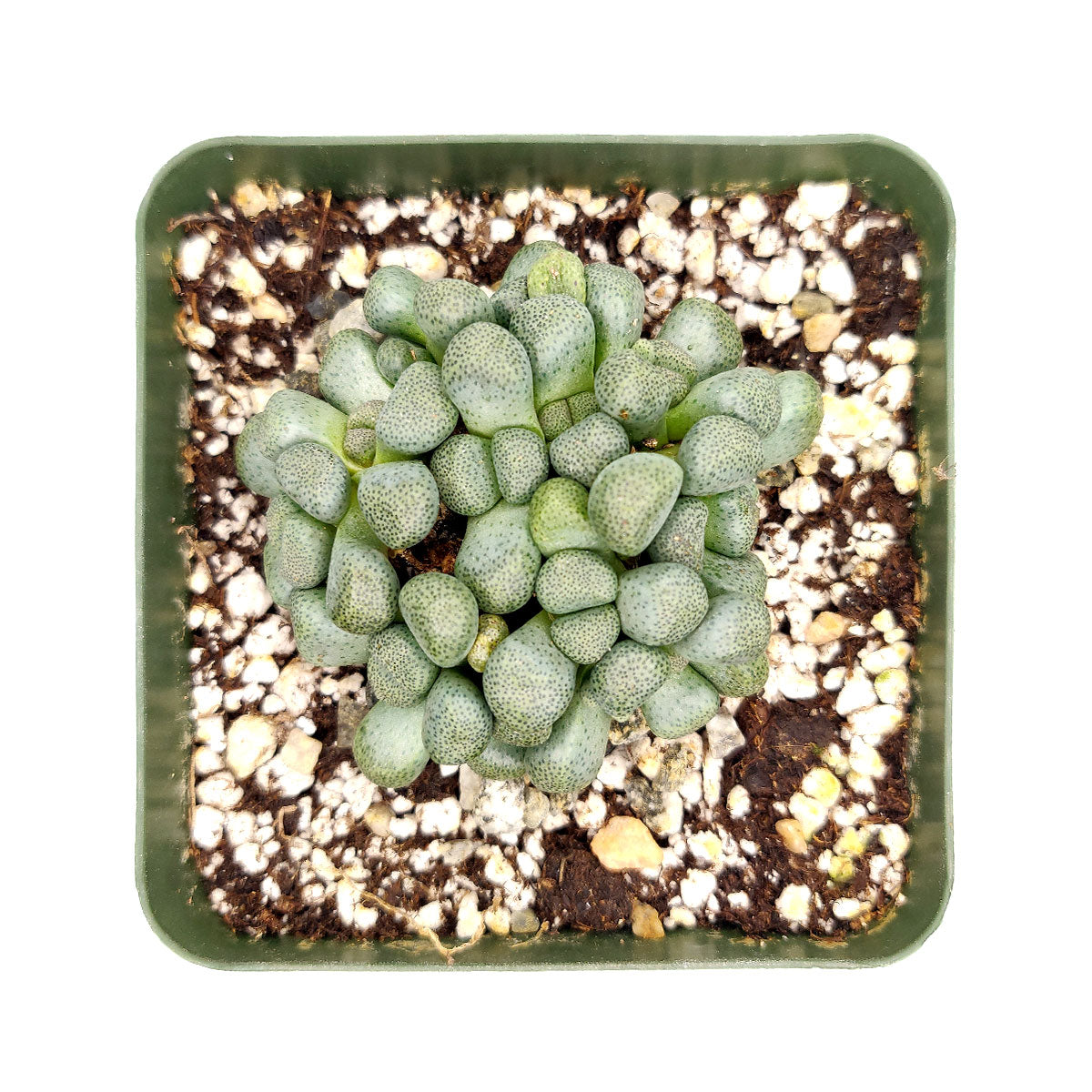 buy aloinopsis schooneesii cactus live cactus 3 inch online, compact clumping form with thick knob-like dark green leaves, tiny transparent bumps covering leaf surface, vivid golden-yellow flowers emerging in late winter, full sun and well-draining soil preferred, eye-catching south-facing windowsill succulent, rare south african plant gift idea