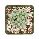3 inch aloinopsis schooneesii cactus live cactus for sale, clustered rosette growth with flat-topped textured blue-green leaves, pinkish flush possible under direct sun, large taproot suitable for raised caudex display, low maintenance drought hardy and slow-growing, striking architectural succulent for indoor or outdoor pots, rare living stone collector gift