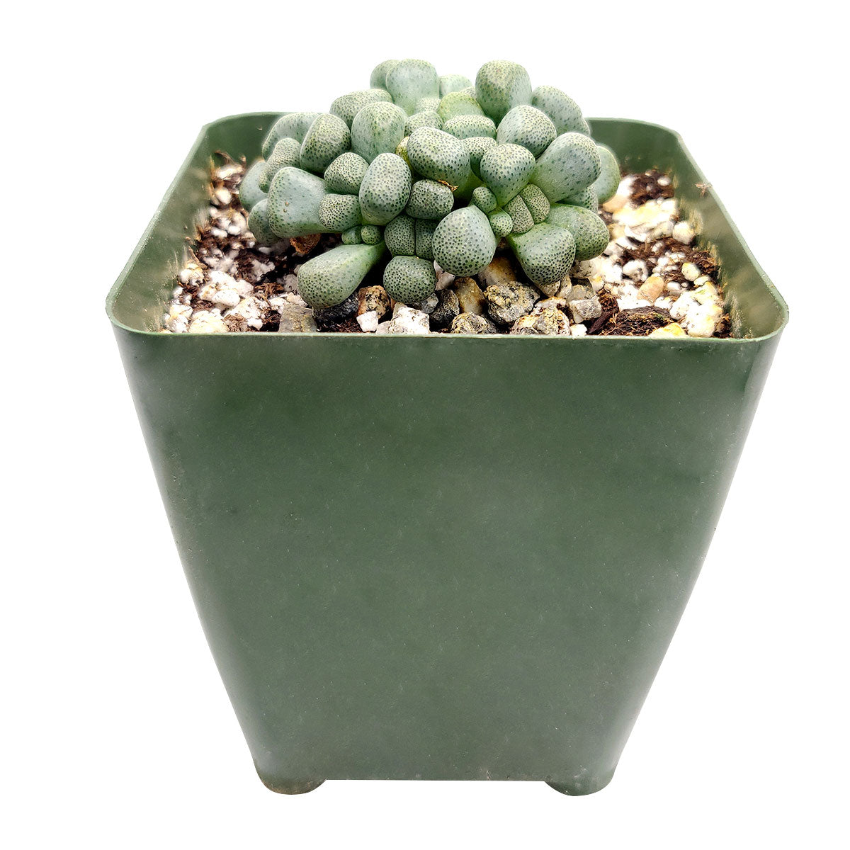 3 inch aloinopsis schooneesii cactus live cactus for sale, clustered rosette growth with flat-topped textured blue-green leaves, pinkish flush possible under direct sun, large taproot suitable for raised caudex display, low maintenance drought hardy and slow-growing, striking architectural succulent for indoor or outdoor pots, rare living stone collector gift