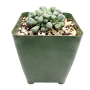 3 inch aloinopsis schooneesii cactus live cactus for sale, clustered rosette growth with flat-topped textured blue-green leaves, pinkish flush possible under direct sun, large taproot suitable for raised caudex display, low maintenance drought hardy and slow-growing, striking architectural succulent for indoor or outdoor pots, rare living stone collector gift