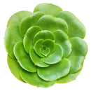 4 inch aeonium green platters - aeonium undulatum live succulent for sale, vibrant emerald green rosette in bamboo pot, flat wide platter silhouette with waxy leaf texture, upright stem growing habit, drought tolerant and easy to maintain, stunning a