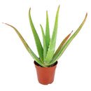 buy aloe vera live succulent 6" pot online, black cylinder pot, large dramatic rosette with broad upright succulent leaves in deep forest green, mature specimen with striking sculptural presence, low humidity needs and long-lived heirloom quality, impactful floor display for bright living rooms or sunrooms, exceptional gift for plant parents of all levels