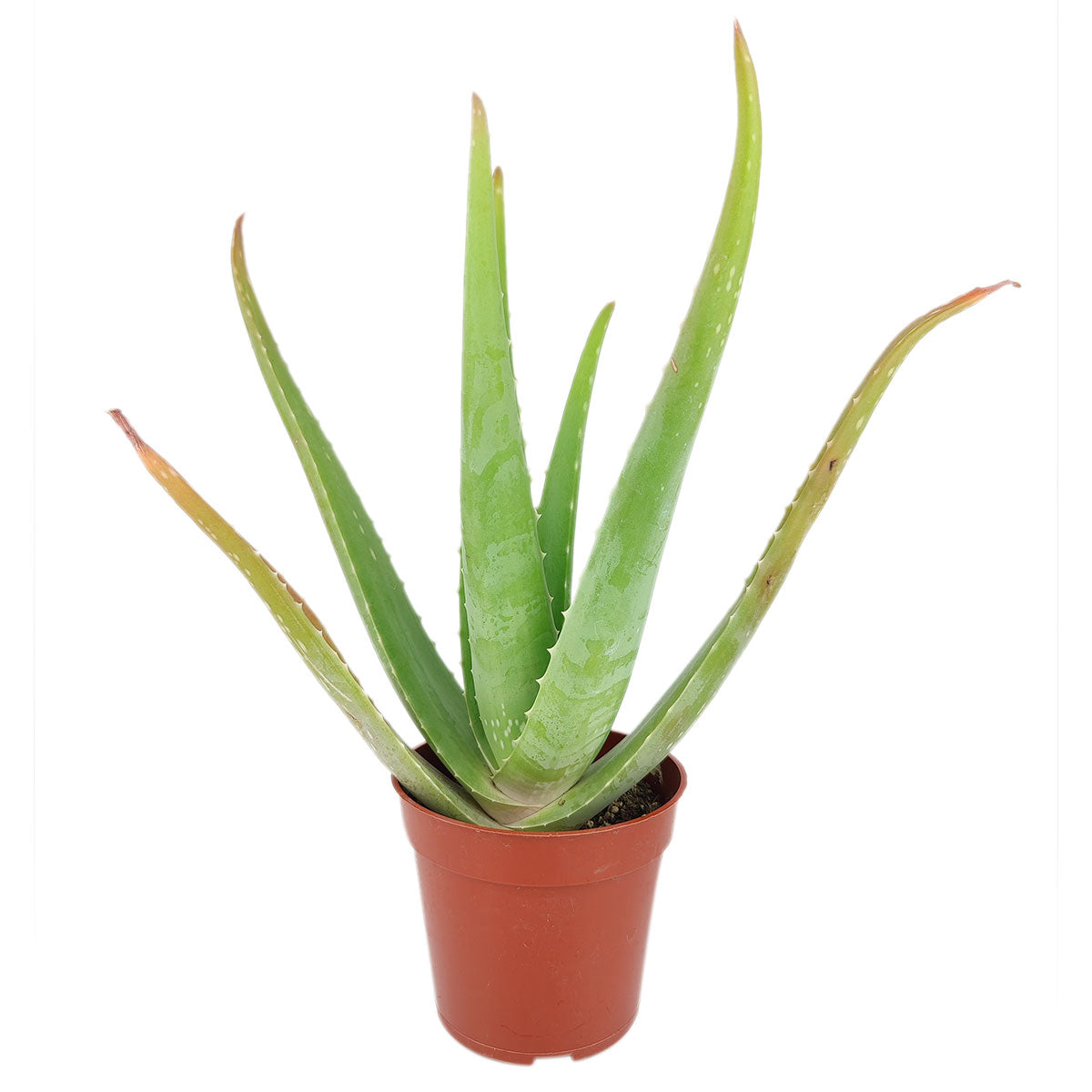 3" aloe vera live succulent for sale, black cylinder pot, dense rosette of thick pointed green leaves, compact neat growth habit, drought tolerant and beginner friendly, subtle architectural form suits modern or boho interiors, charming gift for someone starting their plant collection
