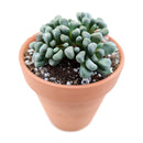 3 inch aloinopsis schooneesii cactus live cactus for sale, clustered rosette growth with flat-topped textured blue-green leaves, pinkish flush possible under direct sun, large taproot suitable for raised caudex display, low maintenance drought hardy and slow-growing, striking architectural succulent for indoor or outdoor pots, rare living stone collector gift