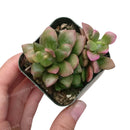 4 inch anacampseros telephiastrum f. variegatum live succulent for sale, variegated specimen with vibrant multicolor foliage in pink green and cream, low-growing rosette that trails beautifully over container edges, summer blooming with pink afternoo
