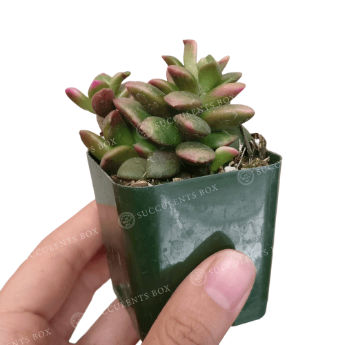4 inch anacampseros telephiastrum f. variegatum live succulent for sale, variegated sunrise form with sunrise-like gradient of rose pink to lime green, small clustering rosette with fine white center filaments, gritty well-draining soil preference, t