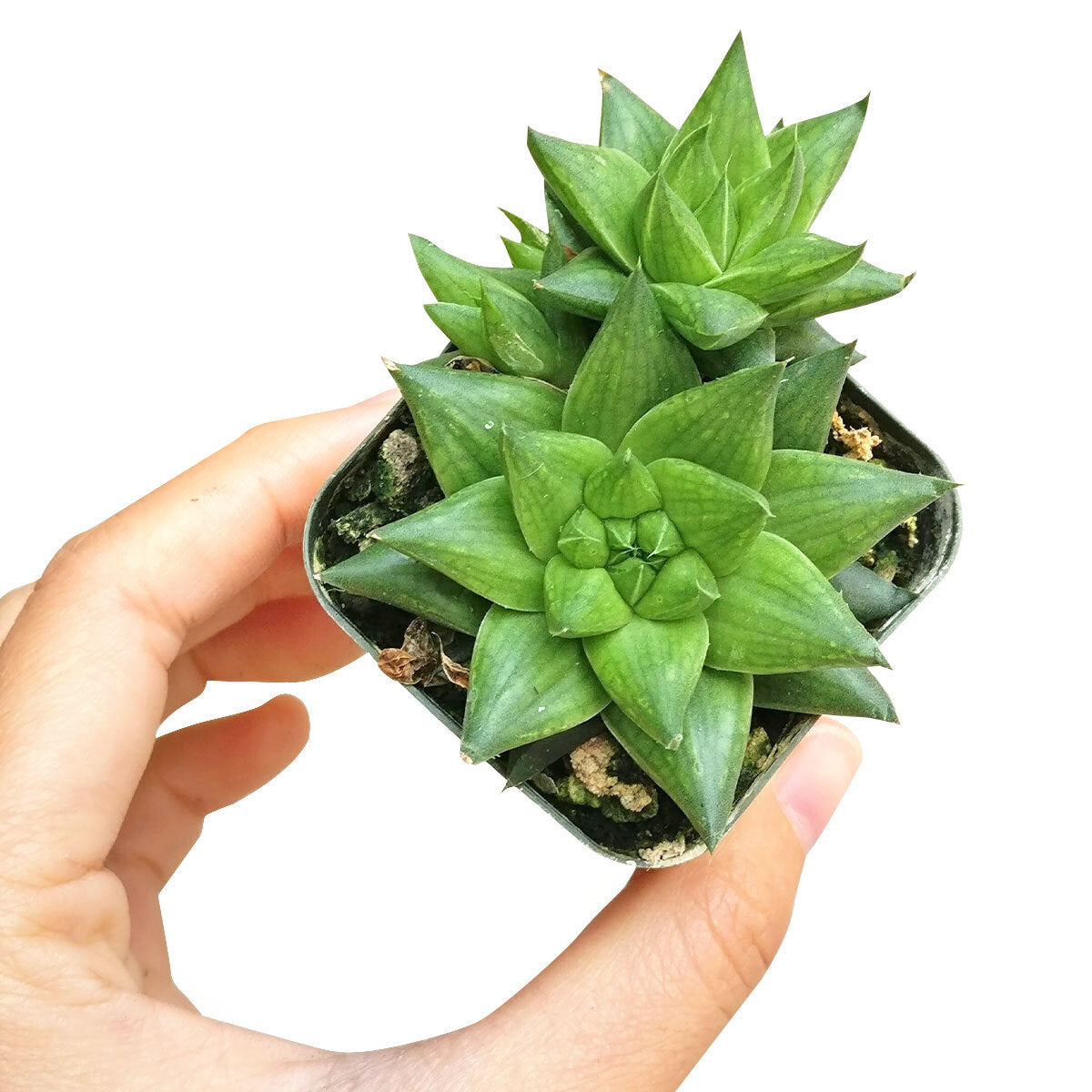 4 inch haworthia marumiana var. batesiana succulent live succulent for sale, dense clustering rosette with deep green and lighter green netted venation pattern, terminal white spine on leaf tips, offsetting freely into lush clumps, easy care no-fuss indoor succulent, elegant terrarium or clay pot arrangement accent, thoughtful heirloom succulent gift for beginners and collectors