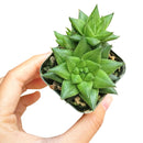 4 inch haworthia marumiana var. batesiana succulent live succulent for sale, architectural dwarf clumping succulent with striking reticulate leaf patterning in bright and deep green tones, smooth-edged fleshy leaves tipped with white spines, drought tolerant and hardy for indoor spaces, refined white modern pot or bamboo pot display for shelves or desks, rare south africa collector find and perfect plant enthusiast gift
