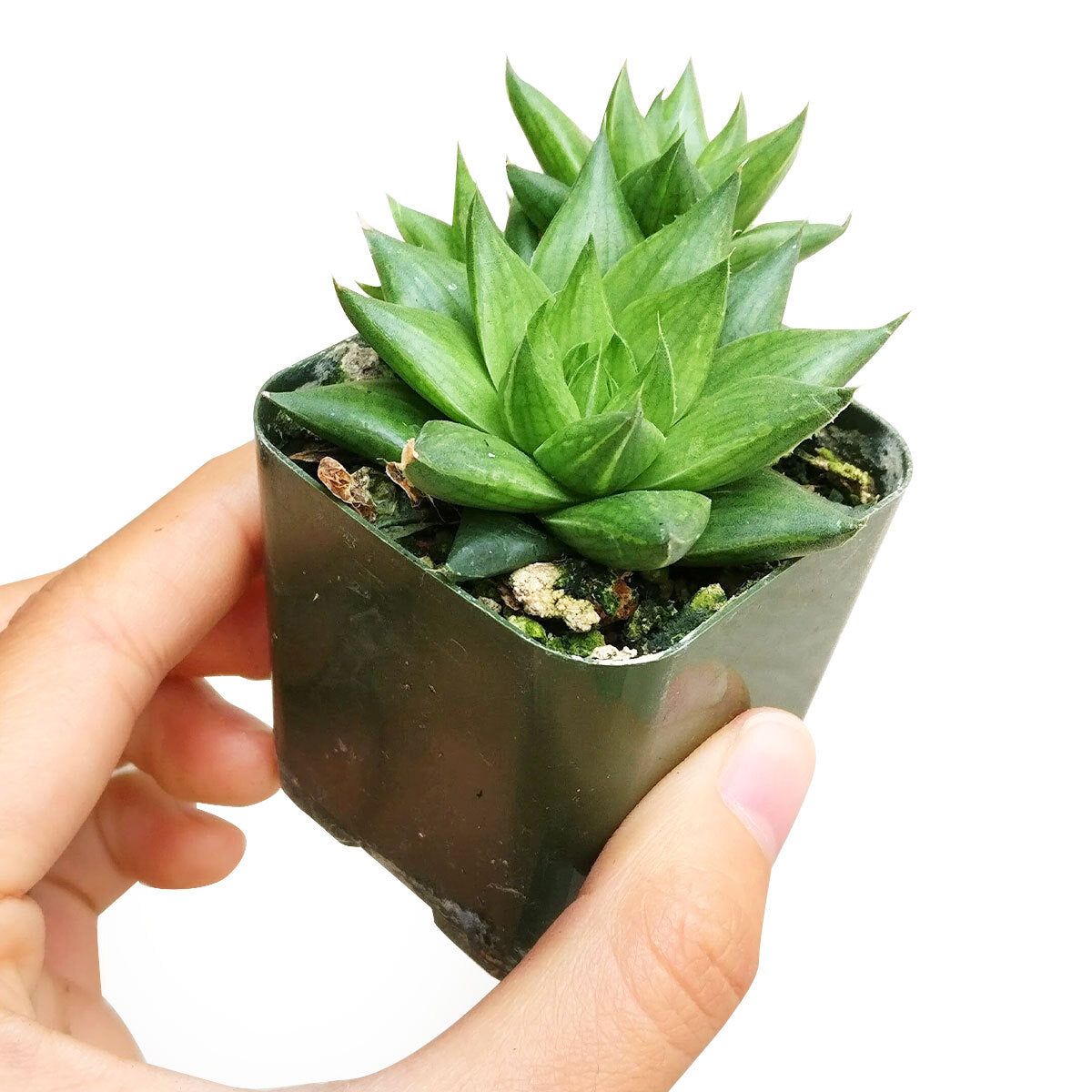 buy haworthia marumiana var. batesiana succulent live succulent 2 inch online, miniature bright green succulent rosette with distinctive branching venation on upper leaf surface, compact narrow growth habit, thick fleshy triangle-shaped leaves, drought tolerant and pet friendly, charming modern minimalist plastic pot display, ideal low-maintenance gift for home or office desk