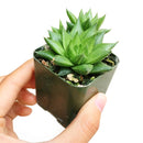 4 inch haworthia marumiana var. batesiana succulent live succulent for sale, architectural dwarf clumping succulent with striking reticulate leaf patterning in bright and deep green tones, smooth-edged fleshy leaves tipped with white spines, drought tolerant and hardy for indoor spaces, refined white modern pot or bamboo pot display for shelves or desks, rare south africa collector find and perfect plant enthusiast gift