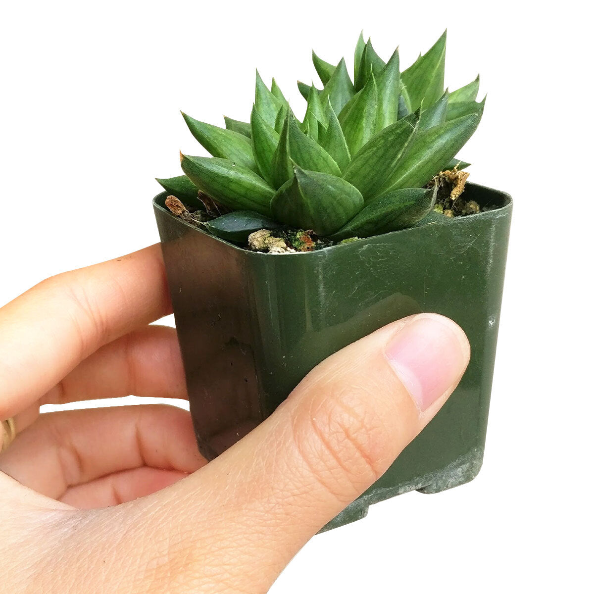 4 inch haworthia marumiana var. batesiana succulent live succulent for sale, lush clumping rosette form with translucent bright green leaves and deeper green reticulate markings, smooth entire leaf margins with white spine tips, slow-growing architectural succulent, perfect white modern pot accent for shelves or windowsills, unique collector-worthy gift for succulent enthusiasts