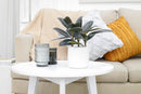 Ficus Decora Burgundy, Ficus Decora, Rubber plant, Rubber tree, burgundy houseplant, burgundy rubber tree, ficus burgundy, rubber plant care, Ficus Decora Burgundy care, Ficus Decora Burgundy near me