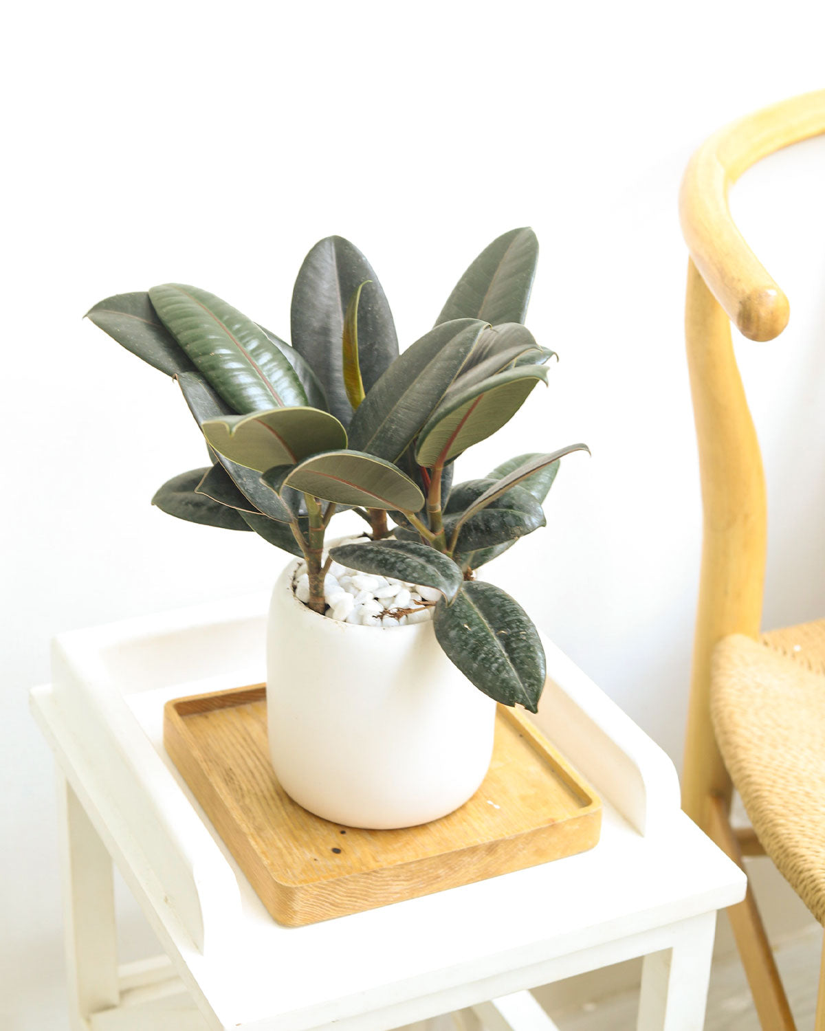 4" pot ficus elastica 'burgundy' - burgundy rubber plant live houseplant for sale, medium size plant featuring thick oval leaves in rich wine and dark forest tones, smooth glossy surface that catches indoor light beautifully, upright form suited to floor or large shelf display, air-cleaning benefit for indoor environments, an artful and long-lasting gift for home decor lovers