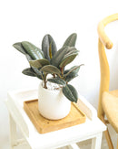 Ficus Decora Burgundy, Ficus Decora, Rubber plant, Rubber tree, burgundy houseplant, burgundy rubber tree, ficus burgundy, rubber plant care, Ficus Decora Burgundy care, Ficus Decora Burgundy near me