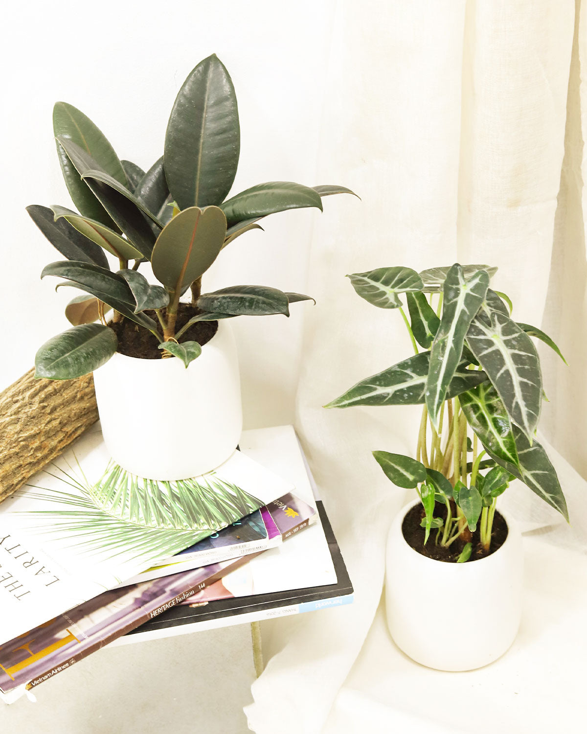 buy ficus elastica 'burgundy' - burgundy rubber plant live houseplant 6" pot online, established plant with multiple deep burgundy oversized glossy leaves, strong central stem with tree-like presence, tropical evergreen that can live indoors for ten or more years, thrives with minimal fertilizer in growing season, a sophisticated and enduring decor plant, perfect gift for plant obsessives