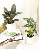 Ficus Decora Burgundy, Ficus Decora, Rubber plant, Rubber tree, burgundy houseplant, burgundy rubber tree, ficus burgundy, rubber plant care, Ficus Decora Burgundy care, Ficus Decora Burgundy near me