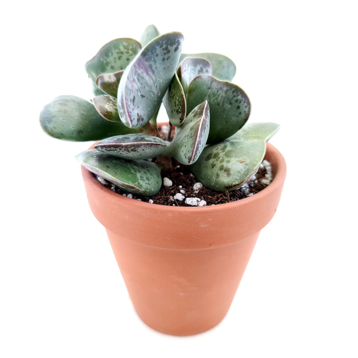 buy calico hearts cotyledon maculata - adromischus triflorus live air plant 2 inch online, grey-green heart-shaped fleshy leaves with reddish purple spots, compact clumping rosette form, slow-growing drought tolerant succulent, vibrant color deepens