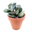 buy calico hearts cotyledon maculata - adromischus triflorus live air plant 2 inch online, thick fleshy heart-shaped leaves edged with reddish-brown spotting, compact narrow clumping growth stays tidy on desks and ledges, slow grower with striking mo