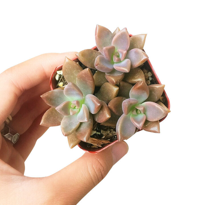 buy graptosedum california sunset live succulent 2 inch online, smooth ovate leaves with gradient of pink coral and green hues, rosette forming growth pattern similar to echeveria, fast-growing and low-fuss care, planted in a white modern pot on a bright desk, charming starter succulent gift idea