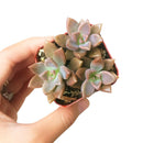 Buy 2" Graptosedum California Sunset online. This vibrant succulent forms compact rosettes with fleshy leaves that transition from soft green to warm shades of orange, pink, and red in bright light. It thrives in bright, indirect light with well-draining soil and occasional watering. A beautiful choice for succulent collections, colorful arrangements, or sunny windowsills.