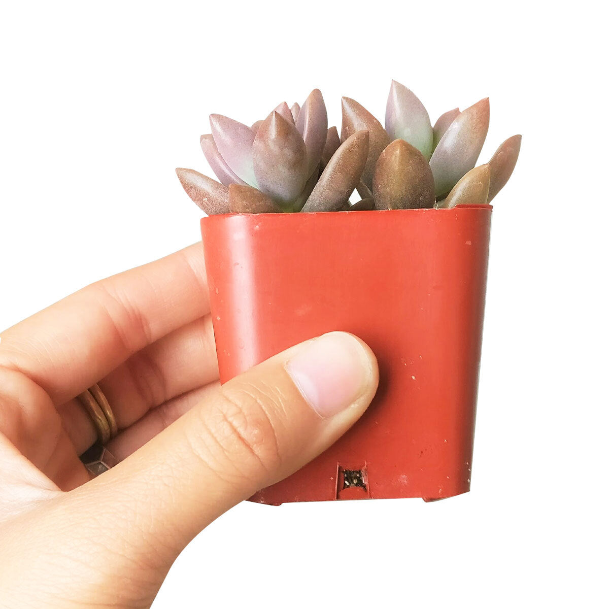 4 inch graptosedum california sunset live succulent for sale, deep peachy orange leaf tips contrasting soft gray-green centers, dense clustering rosettes on elongated stems, vigorous grower with star-shaped white spring blooms, displayed in a plastic nursery pot near a south-facing window, a colorful and easy gift for plant lovers