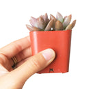Buy 2" Graptosedum California Sunset online. This vibrant succulent forms compact rosettes with fleshy leaves that transition from soft green to warm shades of orange, pink, and red in bright light. It thrives in bright, indirect light with well-draining soil and occasional watering. A beautiful choice for succulent collections, colorful arrangements, or sunny windowsills.