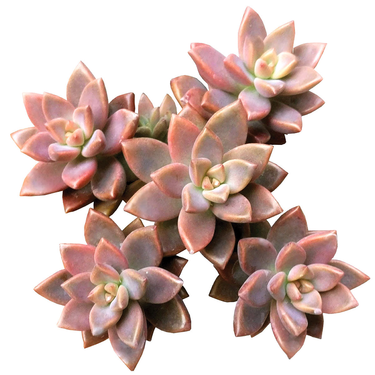 4 inch graptosedum california sunset live succulent for sale, lush spreading rosette clusters with pastel green centers and coral leaf tips, thick fleshy leaves in warm orange to red tones, cascading over the rim of a clay pot, sun-stressed color intensification trait, beautiful accent for a boho shelf or plant stand, ideal gift for succulent enthusiasts